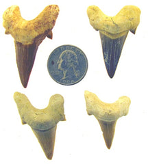 P-127